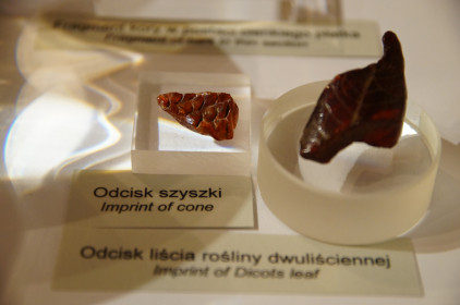 Bursztyn bałtycki - ekspozycja 8